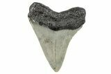 Serrated, Fossil Megalodon Tooth - North Carolina #274000-1